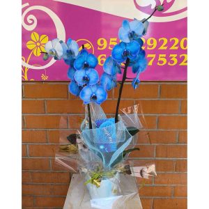 Orquídea azul